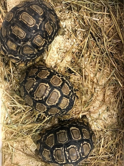 Leopardskildpadde (Geochelone pardalis Pardalis)